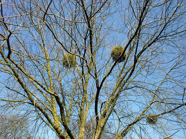 Mistletoe growing in a tree - they are large ball like structures.
